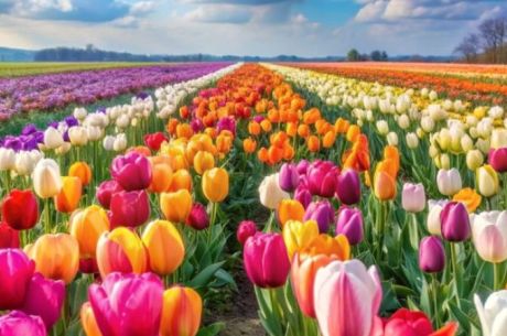 KONYA LALE TARLALARI – SİLLE – KELEBEKLER BAHÇESİ TURU